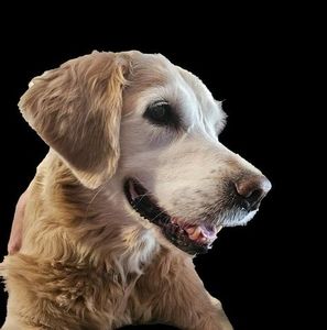 Meet your Posher, Steve